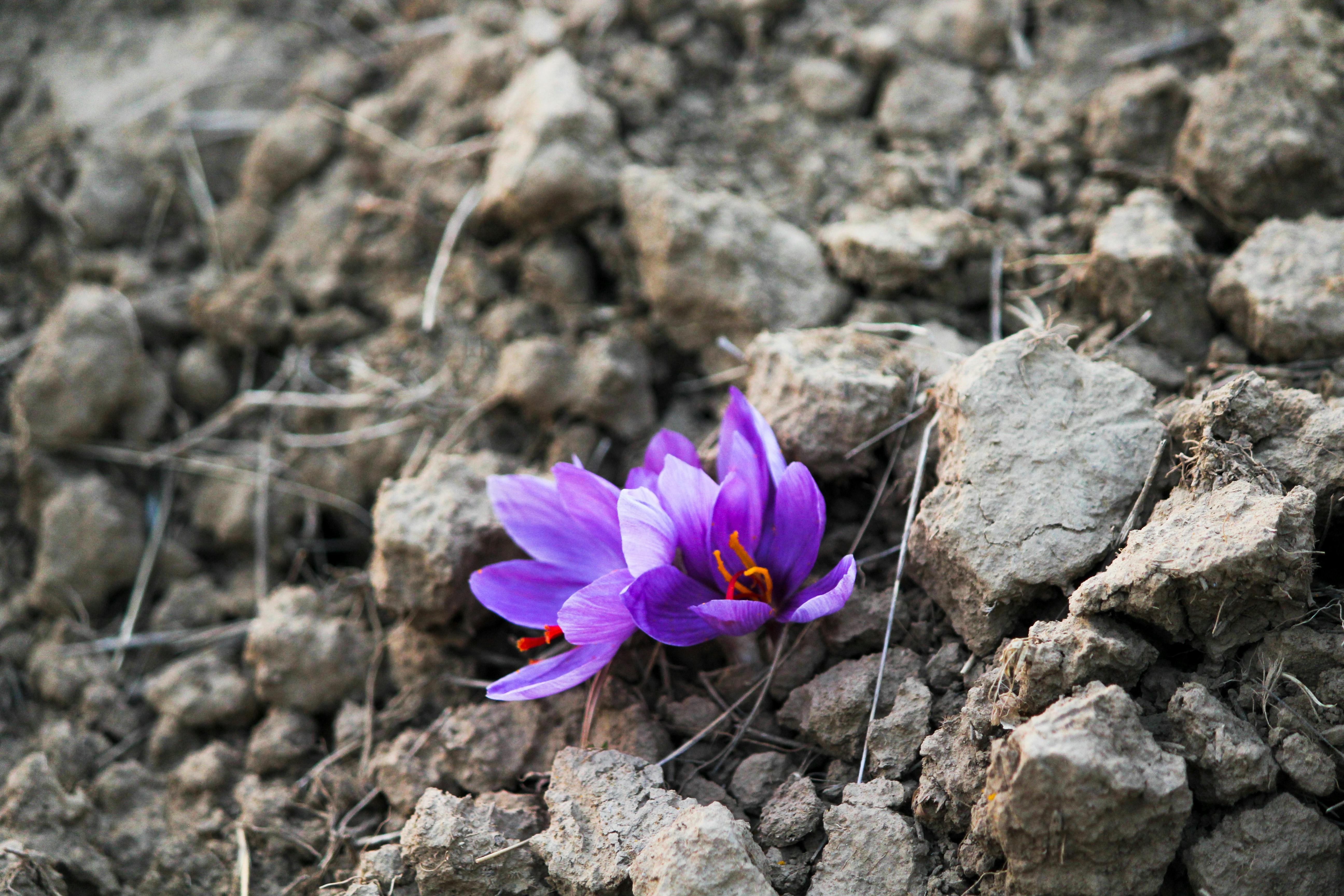 Kashmiri Saffron Flowers - Purple saffron flowers with orange-red stigmas growing in natural soil